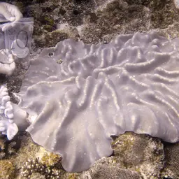 Dimorphic Soft-coral, photo 7