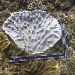 Dimorphic Soft-coral, photo 8