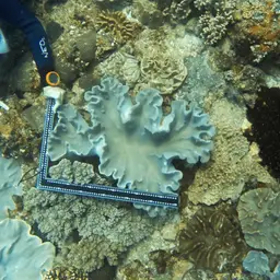 Dimorphic Soft-coral, photo 9