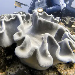 Dimorphic Soft-coral, photo 10