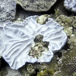 Dimorphic Soft-coral, photo 11
