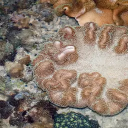 Dimorphic Soft-coral, photo 12