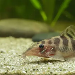 Long-nosed Cory, photo 1