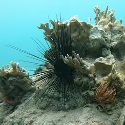 Long-Spined Sea Urchin, photo 2