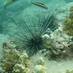 Long-Spined Sea Urchin, photo 3