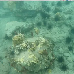 Long-Spined Sea Urchin, photo 4