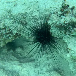 Long-Spined Sea Urchin, photo 5