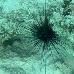 Long-Spined Sea Urchin, photo 6