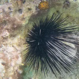 Long-Spined Sea Urchin, photo 7