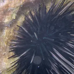 Long-Spined Sea Urchin, photo 8