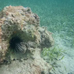 Long-Spined Sea Urchin, photo 9