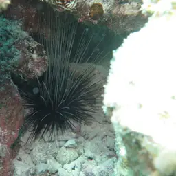 Long-Spined Sea Urchin, photo 10