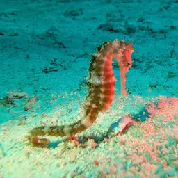 Longspine seahorse, photo 2