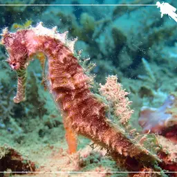 Longspine seahorse, photo 3