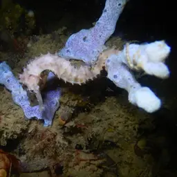 Longspine seahorse, photo 4