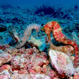 Longspine seahorse, photo 5