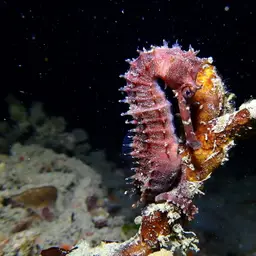 Longspine seahorse, photo 1