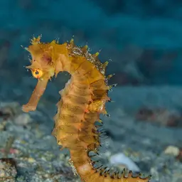 Longspine seahorse, photo 6