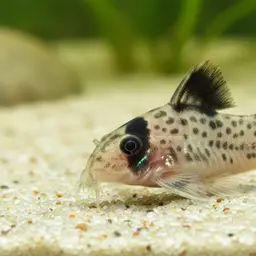 Loreto panda cory, photo 2