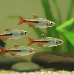 Loreto Tetra, photo 3