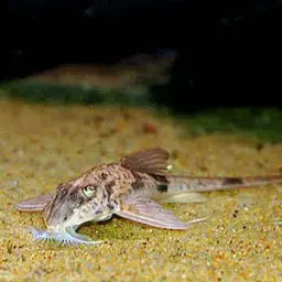 Loricaria simillima, photo 2