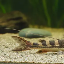 Loricaria simillima, photo 1