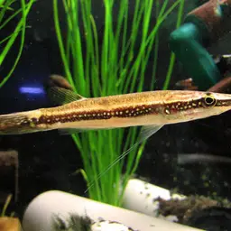 Peppermint Pikehead Gourami, photo 1