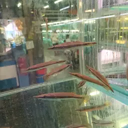 Peppermint Pikehead Gourami, photo 4