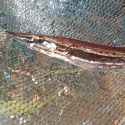 Pikehead, photo 8