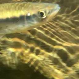 Apollo Shark