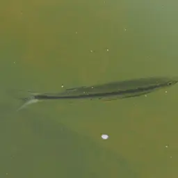 Apollo Shark, photo 2