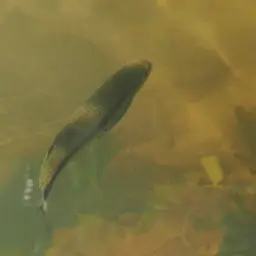 Apollo Shark, photo 3