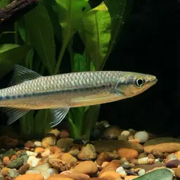Apollo Shark