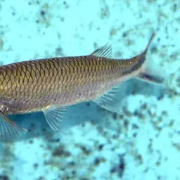 Apollo Shark, photo 3