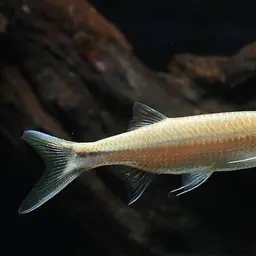 Apollo Shark, photo 4