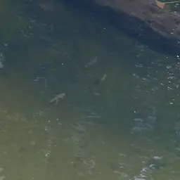 Apollo Shark, photo 5