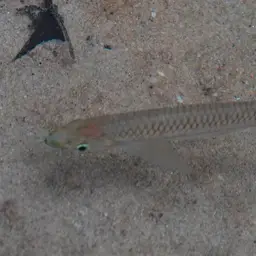 Apollo Shark, photo 7