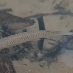 Apollo Shark, photo 8