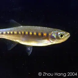 Apollo Shark