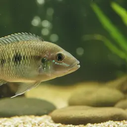 Lyon's Cichlid, photo 6