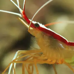 Skunk Cleaner Shrimp