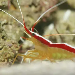 Skunk Cleaner Shrimp, photo 2