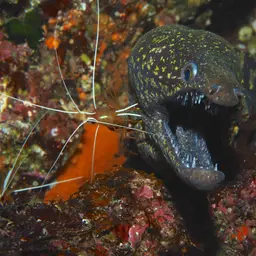 Skunk Cleaner Shrimp, photo 3