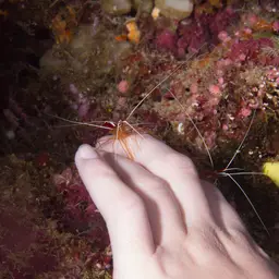 Skunk Cleaner Shrimp, photo 4