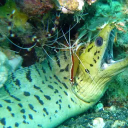 Skunk Cleaner Shrimp, photo 5