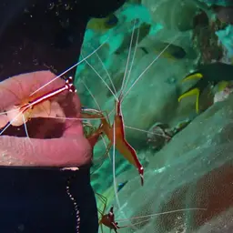 Skunk Cleaner Shrimp, photo 6