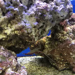 Skunk Cleaner Shrimp, photo 7