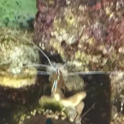 Skunk Cleaner Shrimp, photo 8