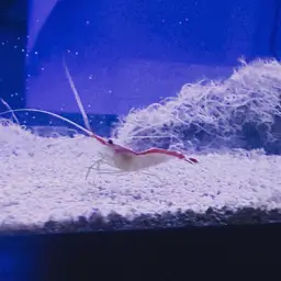 Skunk Cleaner Shrimp, photo 9