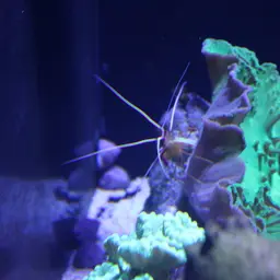 Skunk Cleaner Shrimp, photo 10